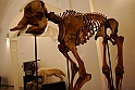Museo Di Scienze Naturali - Animali 70